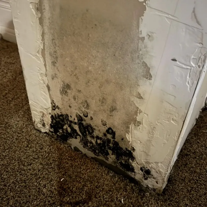 Professional Mold Removal in Holiday, FL